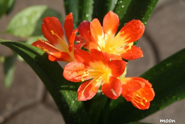 clivia